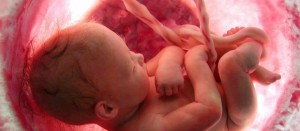baby-in-utero